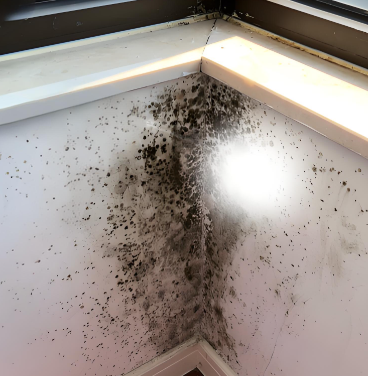 Custom Mold and Mildew Surface Cleaning